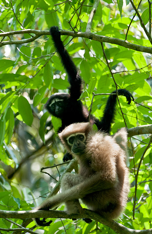 Gibbons couple in Lawachhara Forest