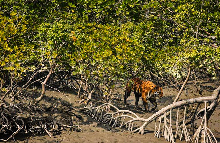 Royal Bengal Tiger in Sundarban
